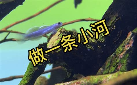 老李的魚缸